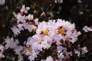 Obraz Lagerstroemia